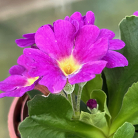 Primula hirsuta 'Lockey's Red'
